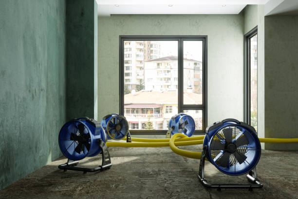 Best Professional water damage repair  in Strafford, MO